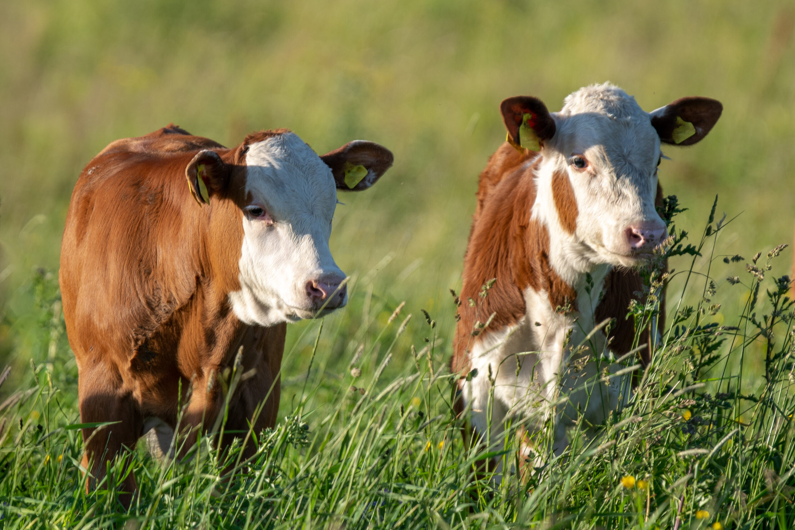 Close up of two young calf's standing in a lush green pasture